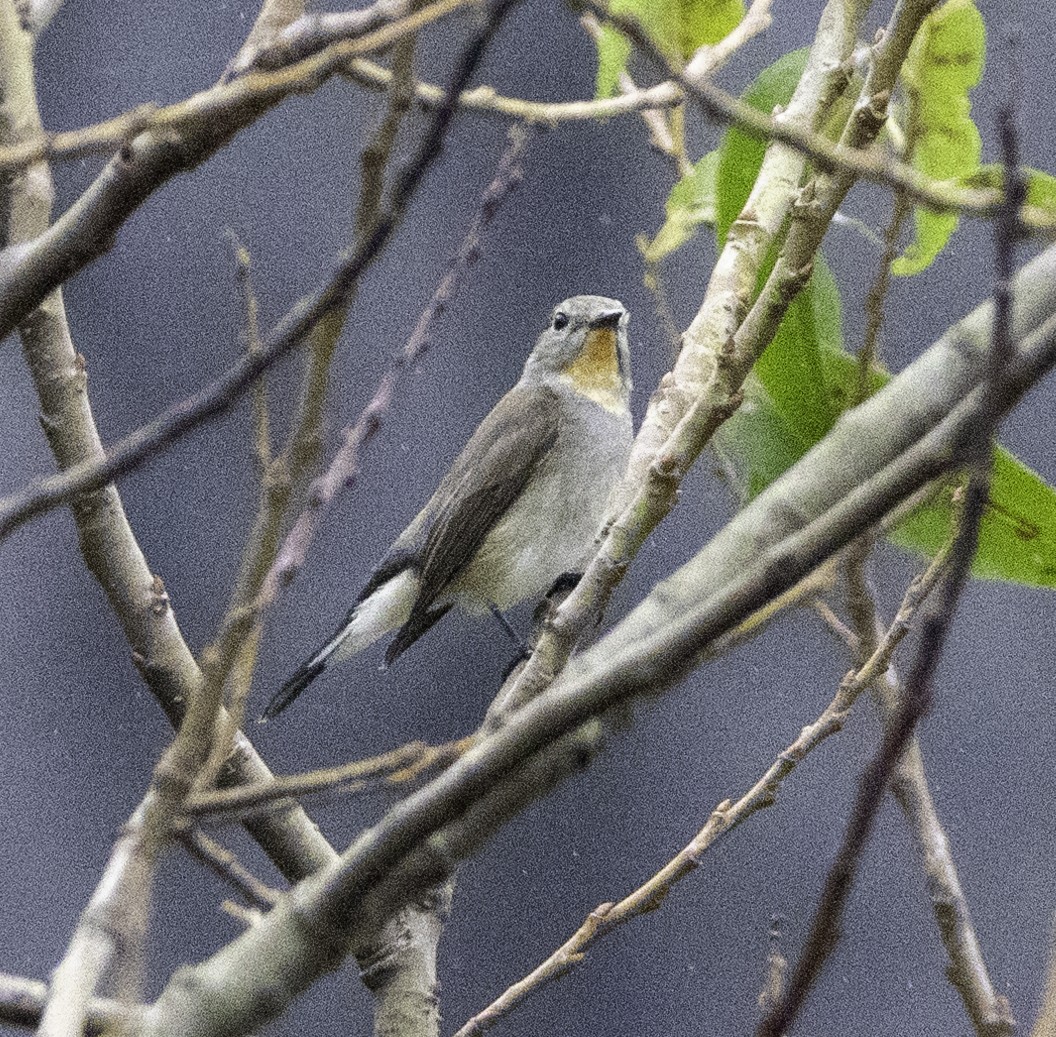 Gobemouche de la taïga - ML647454789