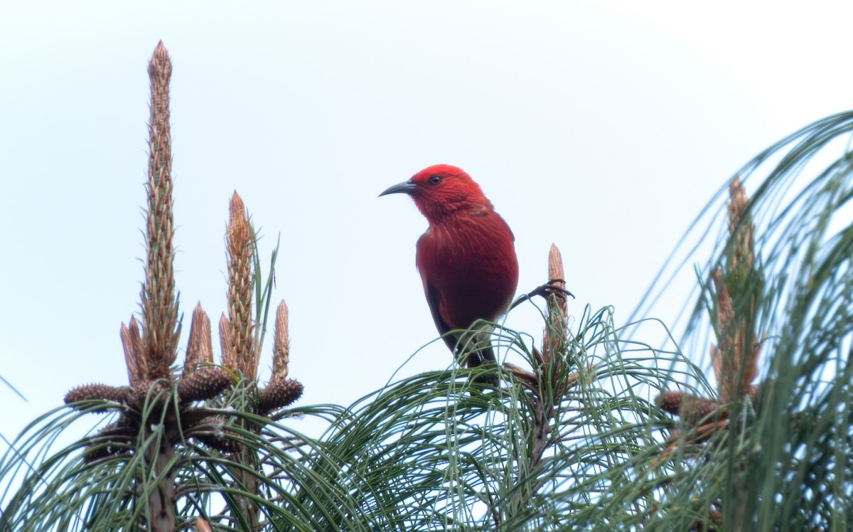 Picchion cramoisi - ML647454790