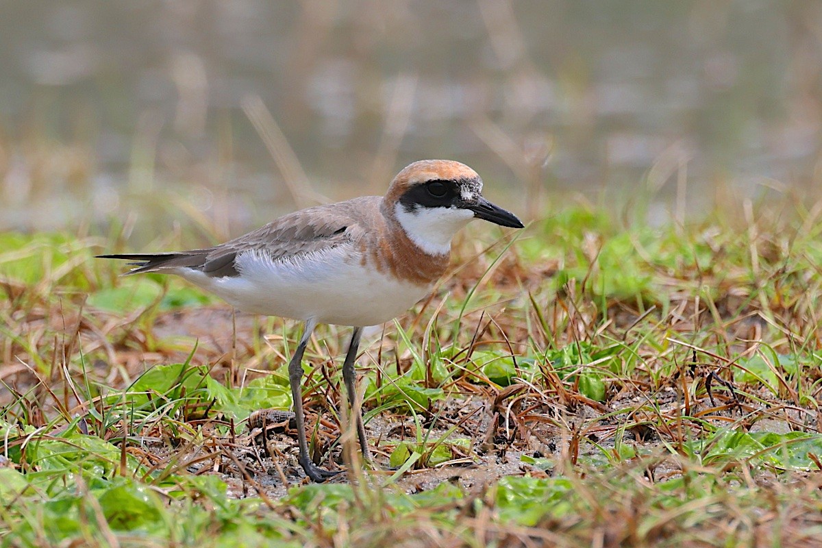 Pluvier de Leschenault - ML647454791