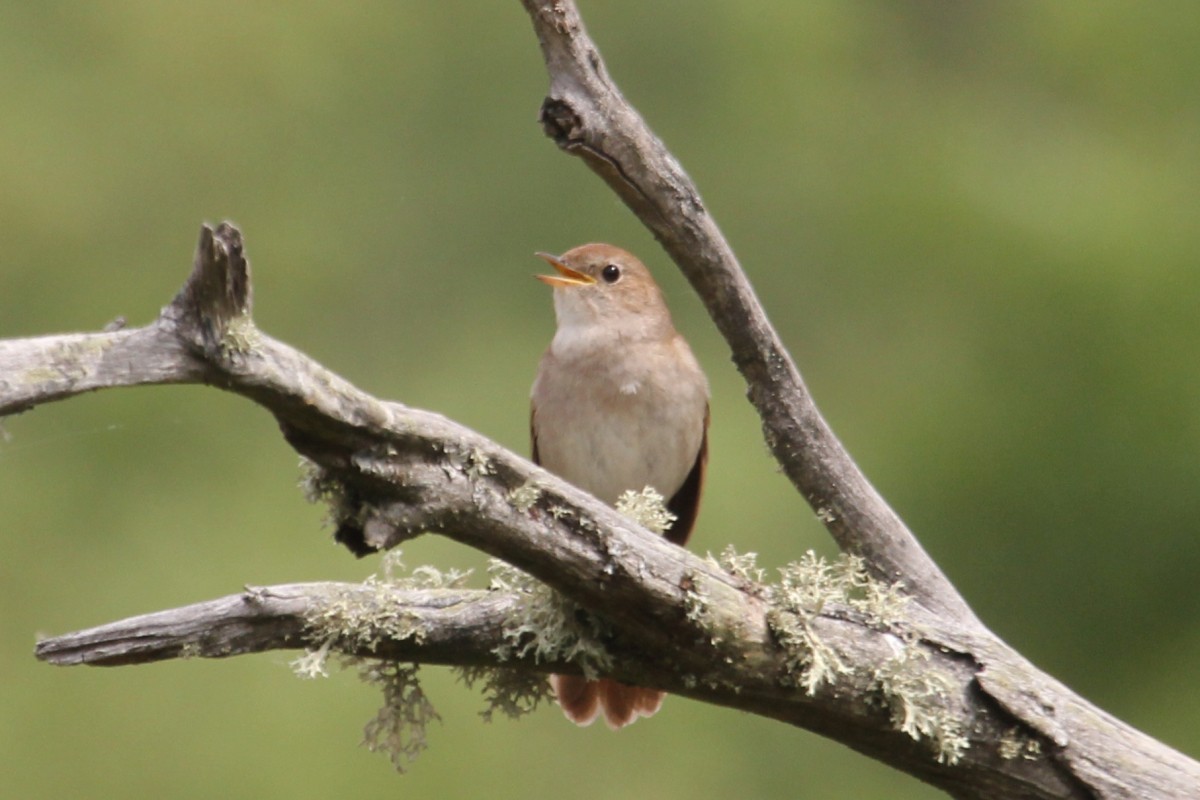 Rossignol philomèle - ML647454792