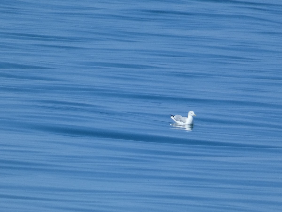 Goéland à bec cerclé - ML647454793