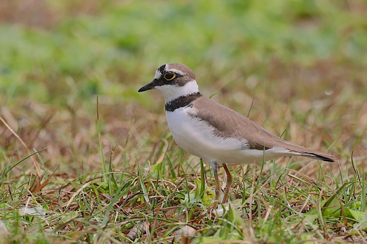 Pluvier petit-gravelot - ML647454796