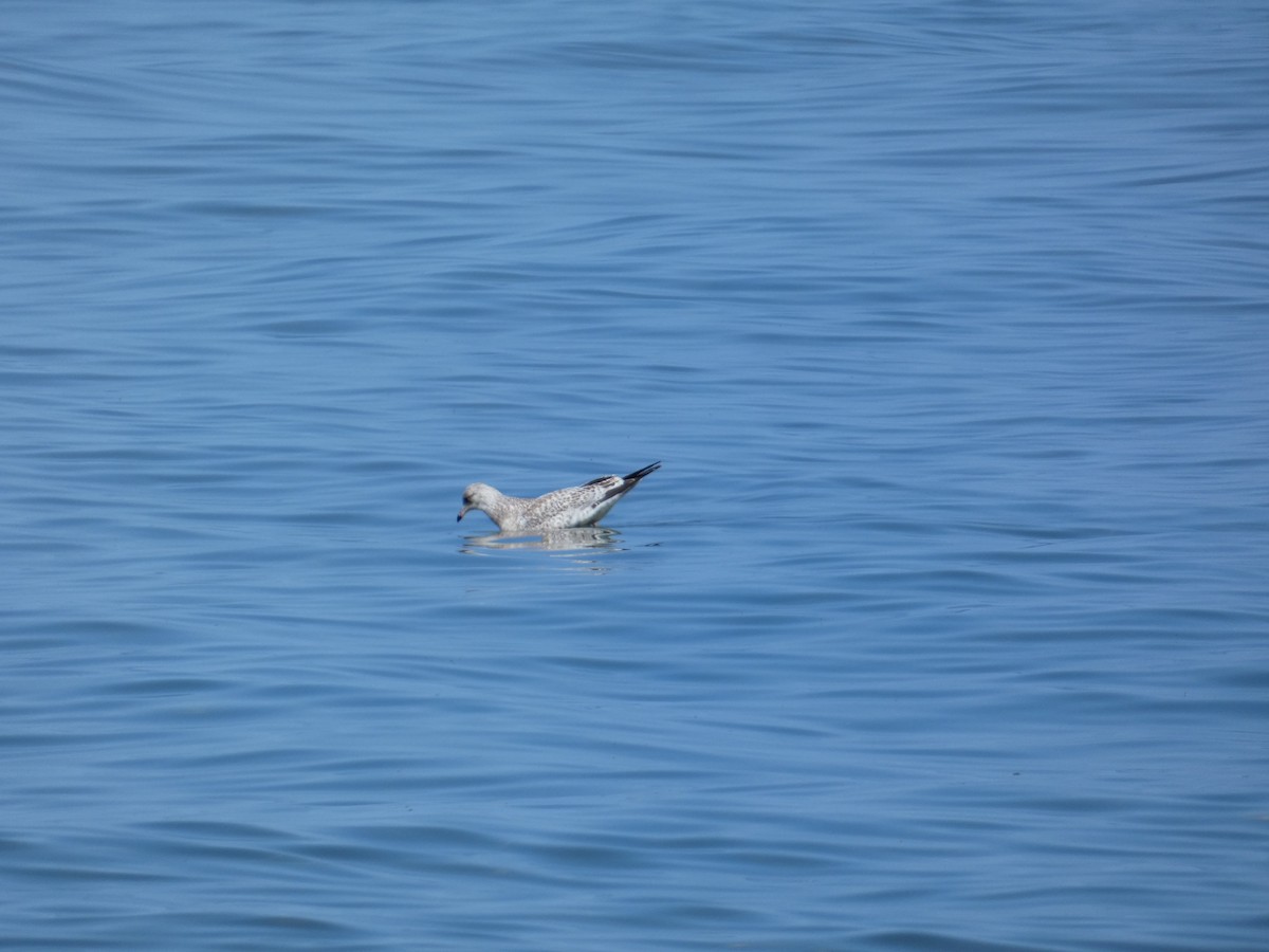 Goéland à bec cerclé - ML647454797