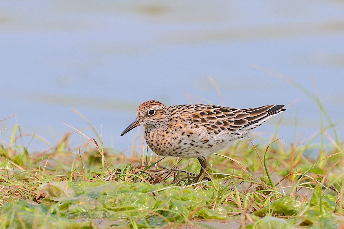 Bécasseau à queue pointue - ML647454798