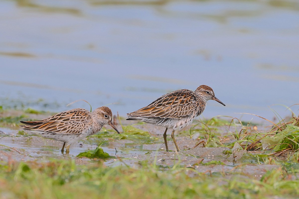 Bécasseau à queue pointue - ML647454799