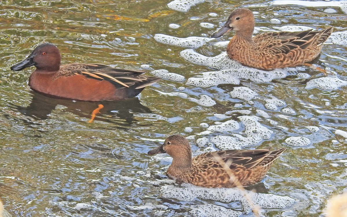 Sarcelle cannelle - ML647454800