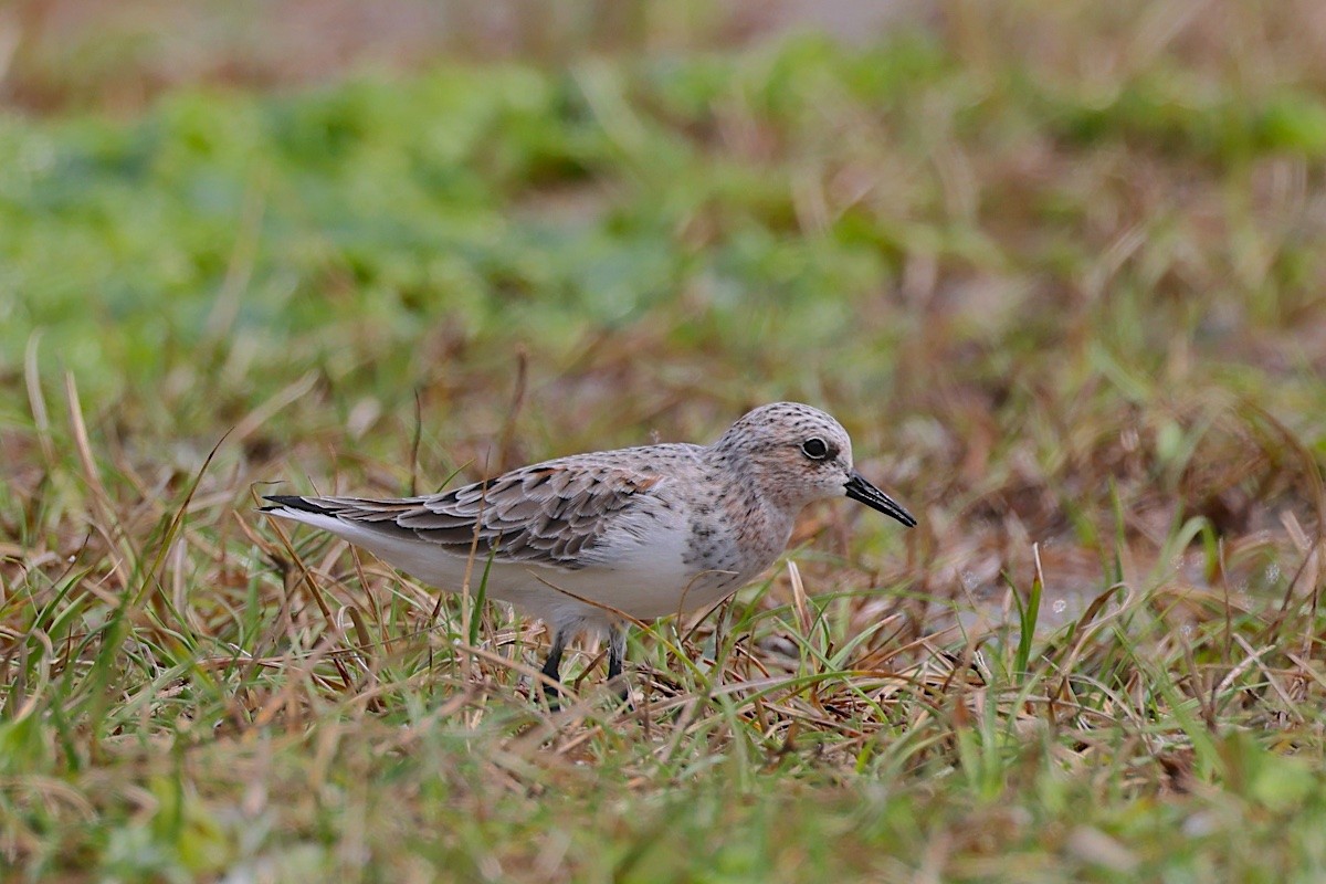 Bécasseau à col roux - ML647454801