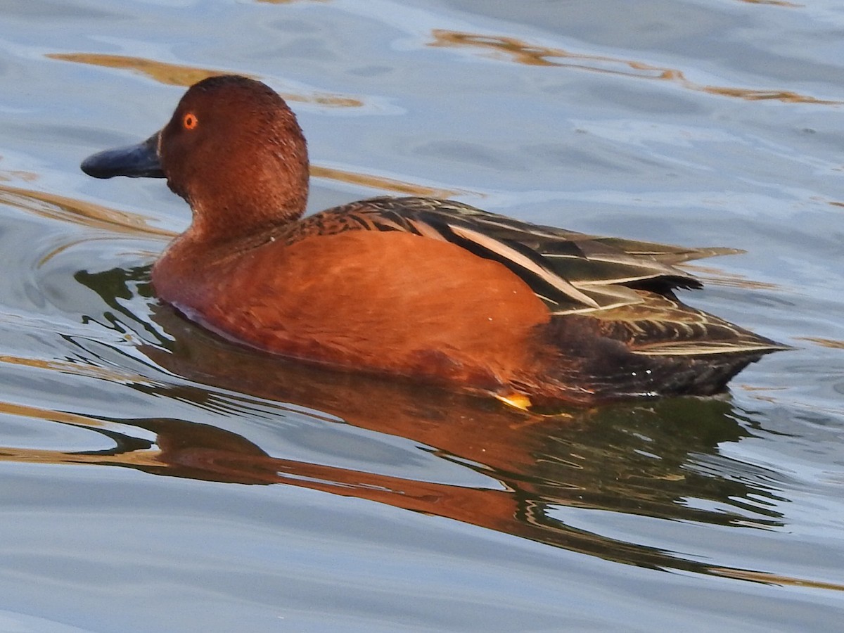 Cinnamon Teal - ML647454803