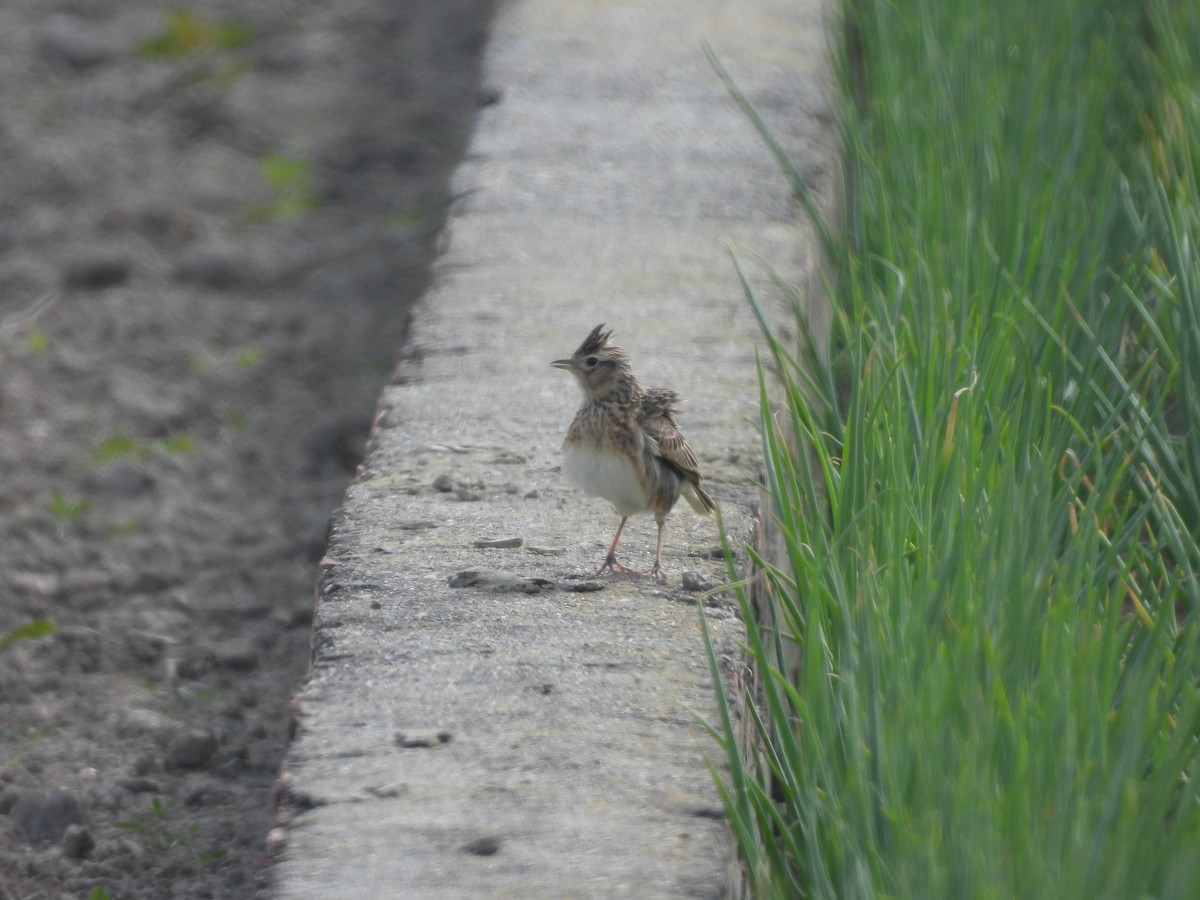 Oriental Skylark - ML647454804