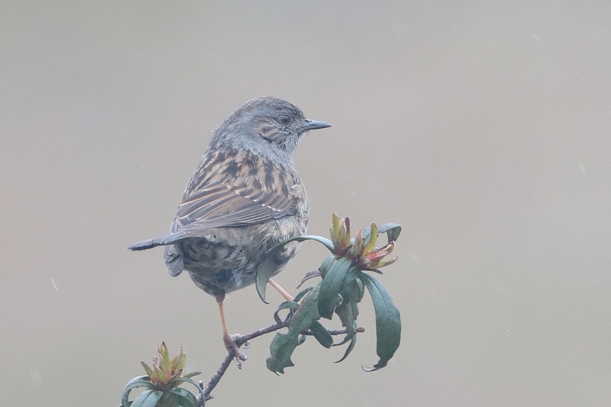 Dunnock - ML647454807