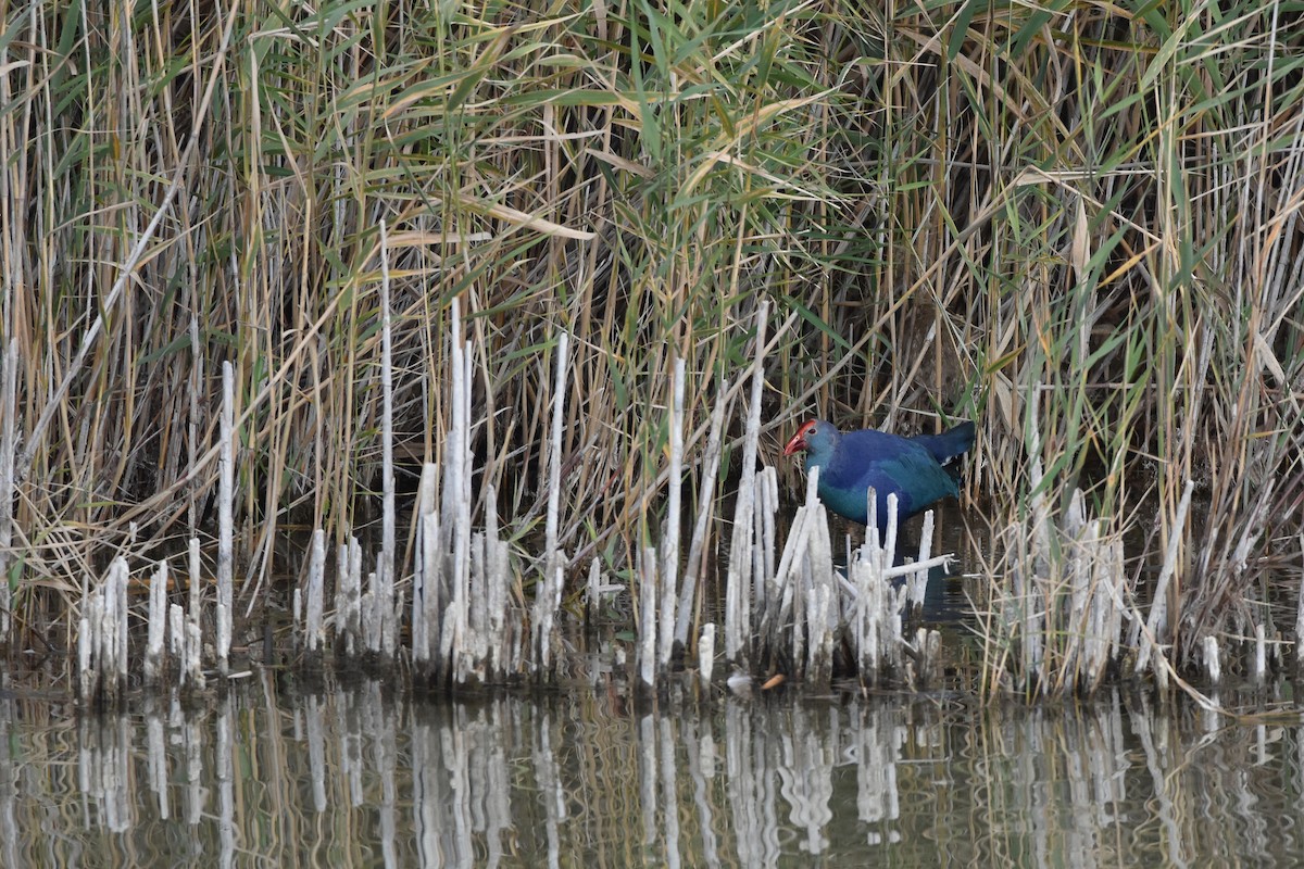 Gray-headed Swamphen - ML647454808