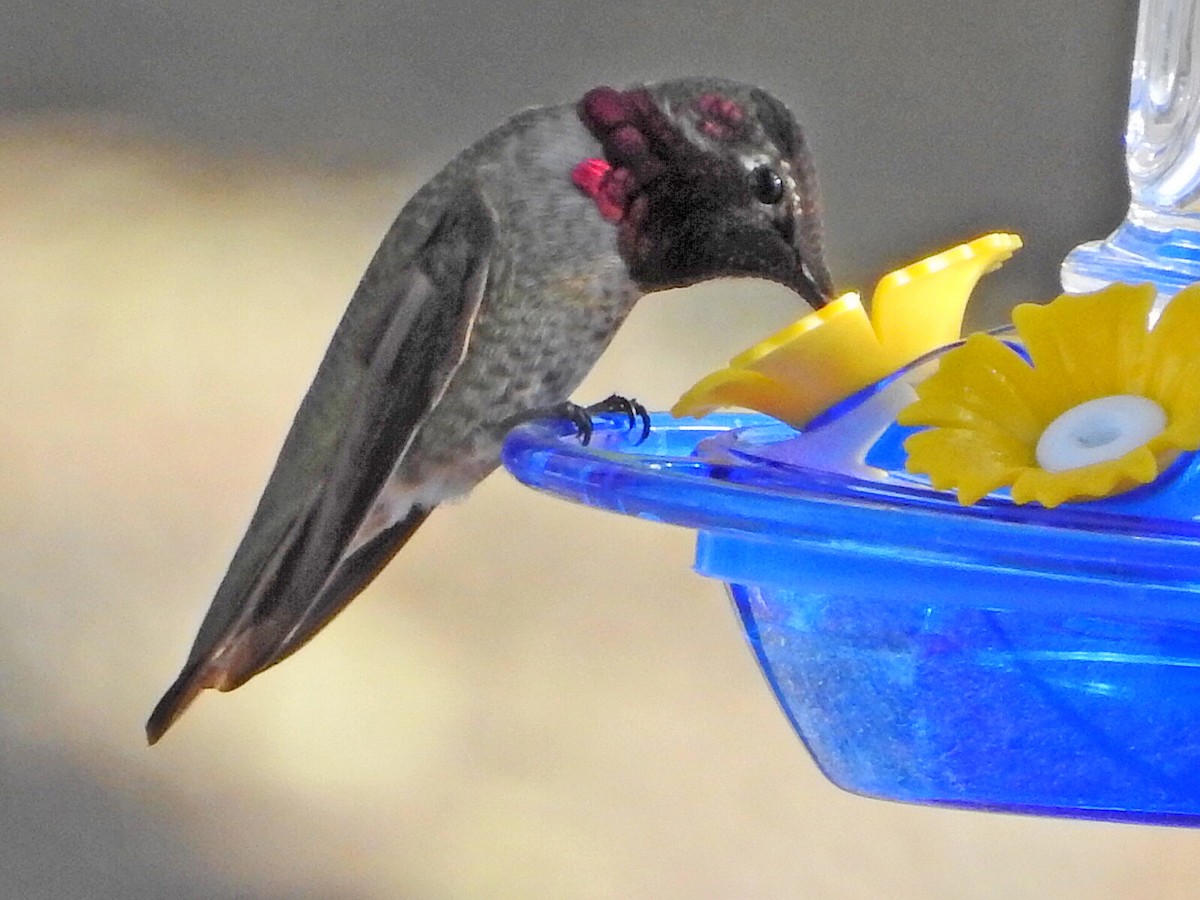 Anna's Hummingbird - ML647454809