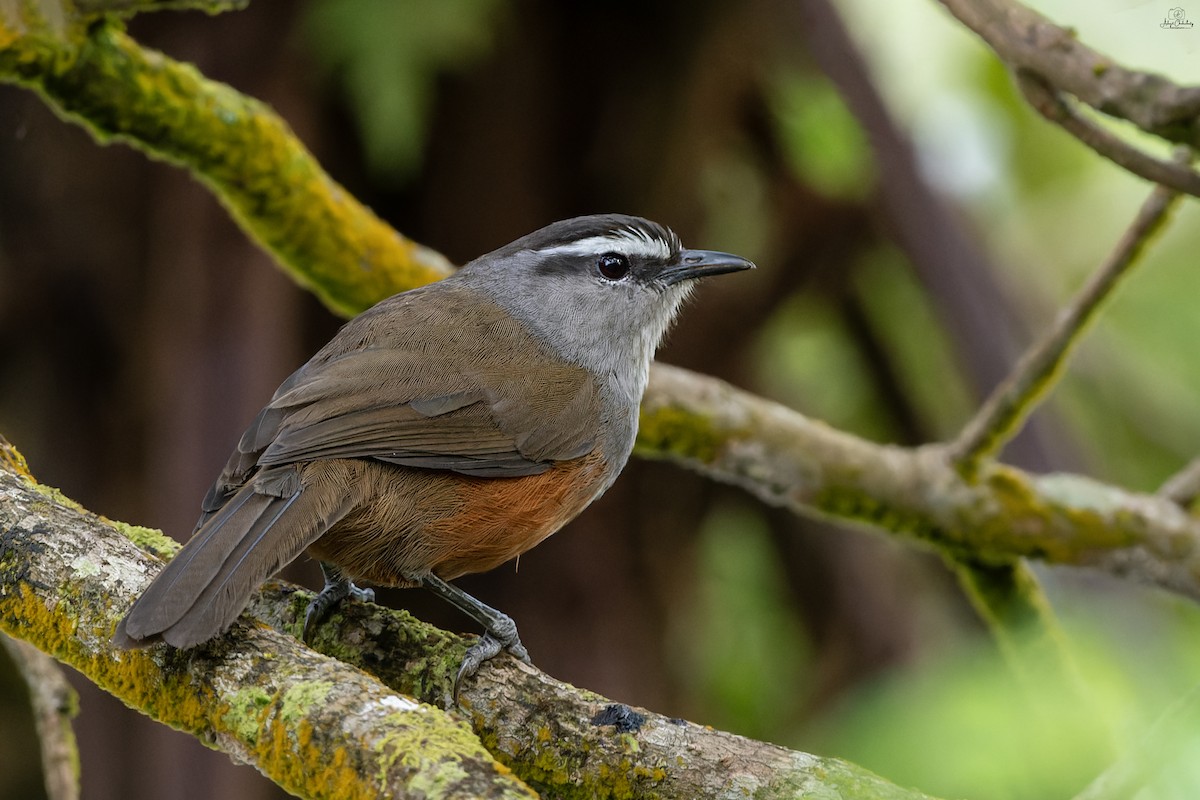 Palani Laughingthrush - ML647454810