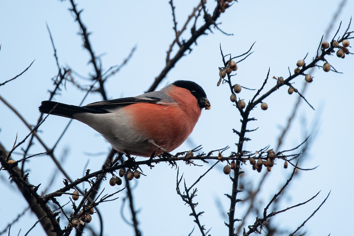 Eurasian Bullfinch - ML647454812