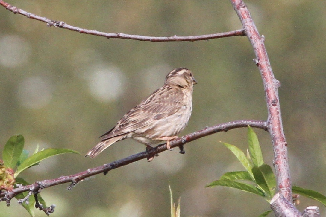 Rock Sparrow - ML647454816