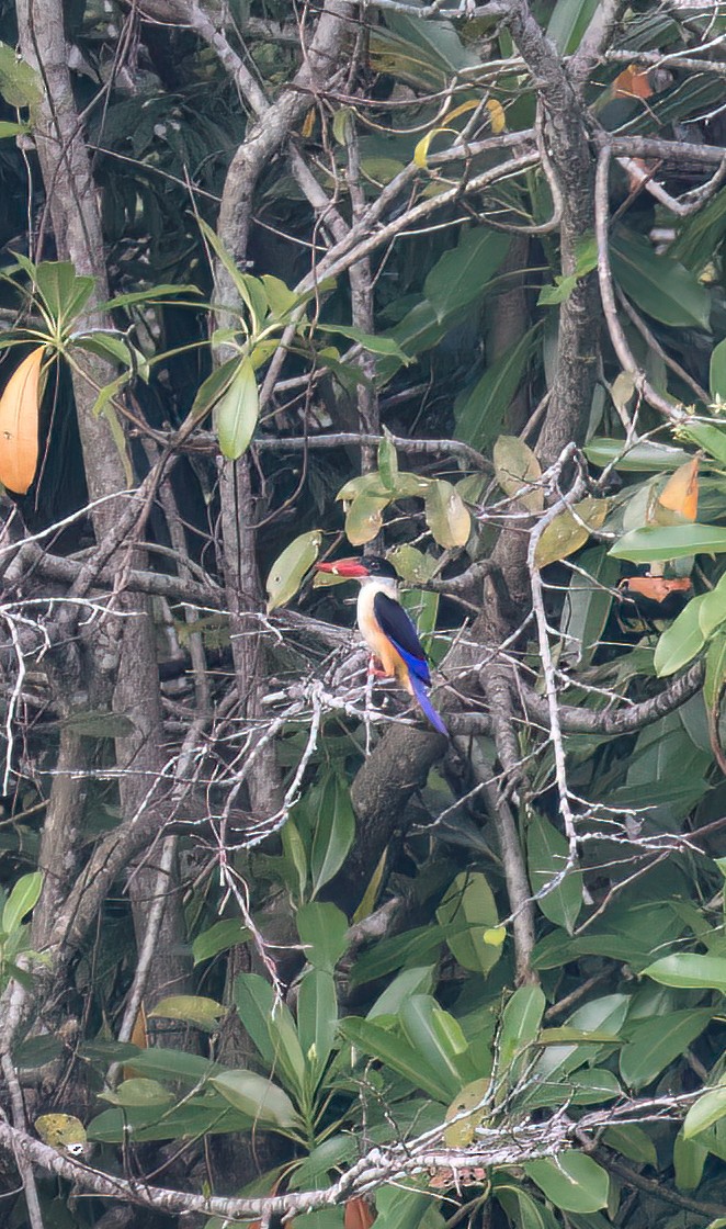 Black-capped Kingfisher - ML647454818
