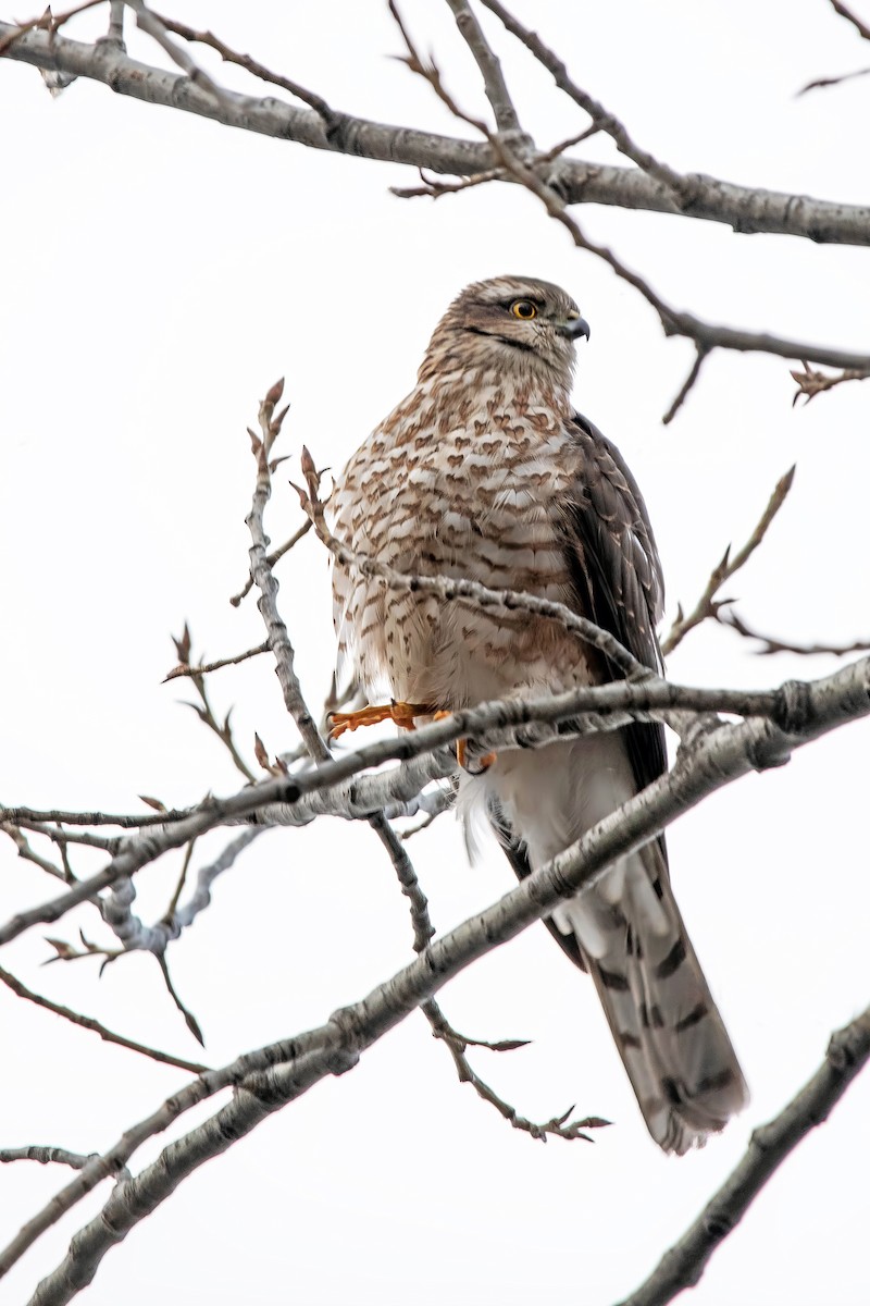Eurasian Sparrowhawk - ML647454819