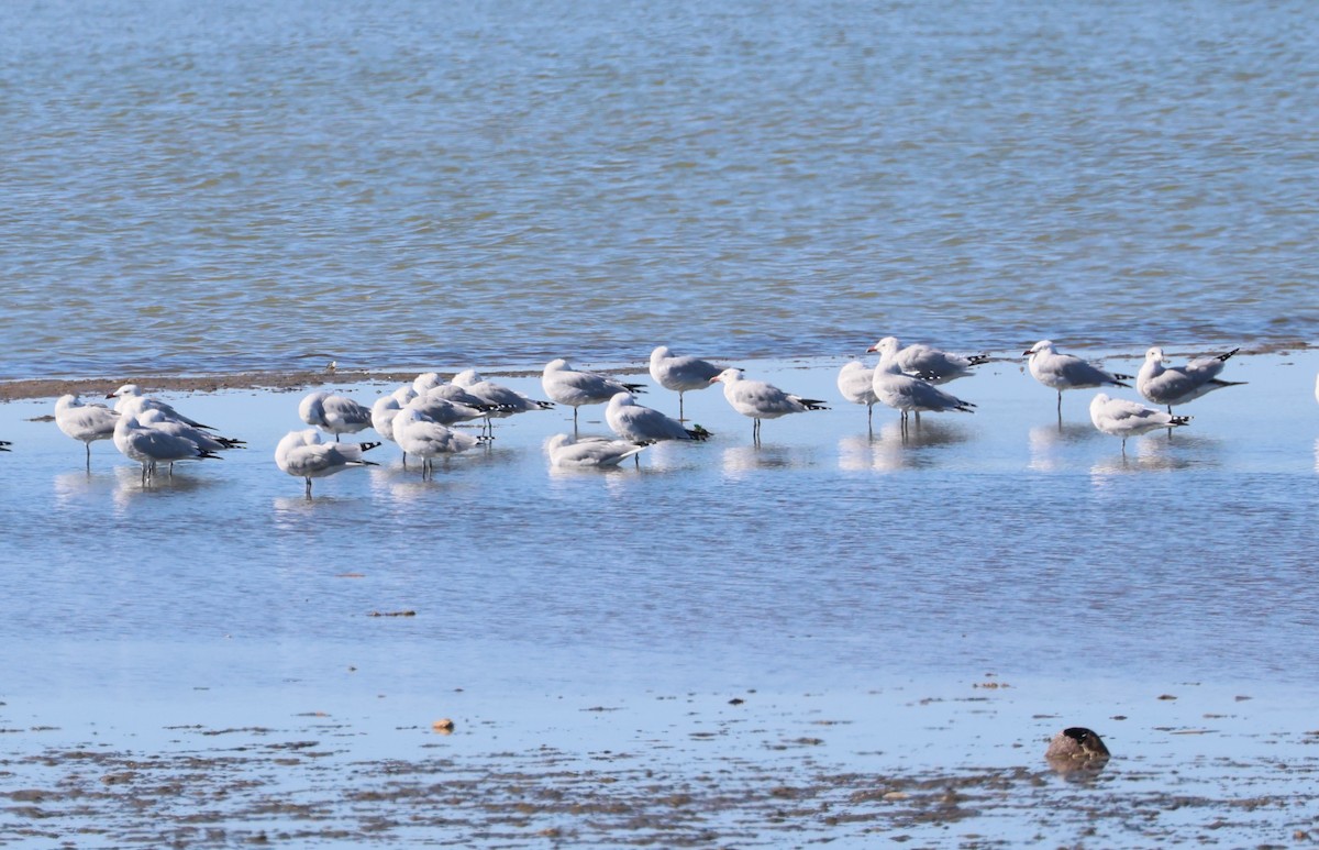 Audouin's Gull - ML647454821