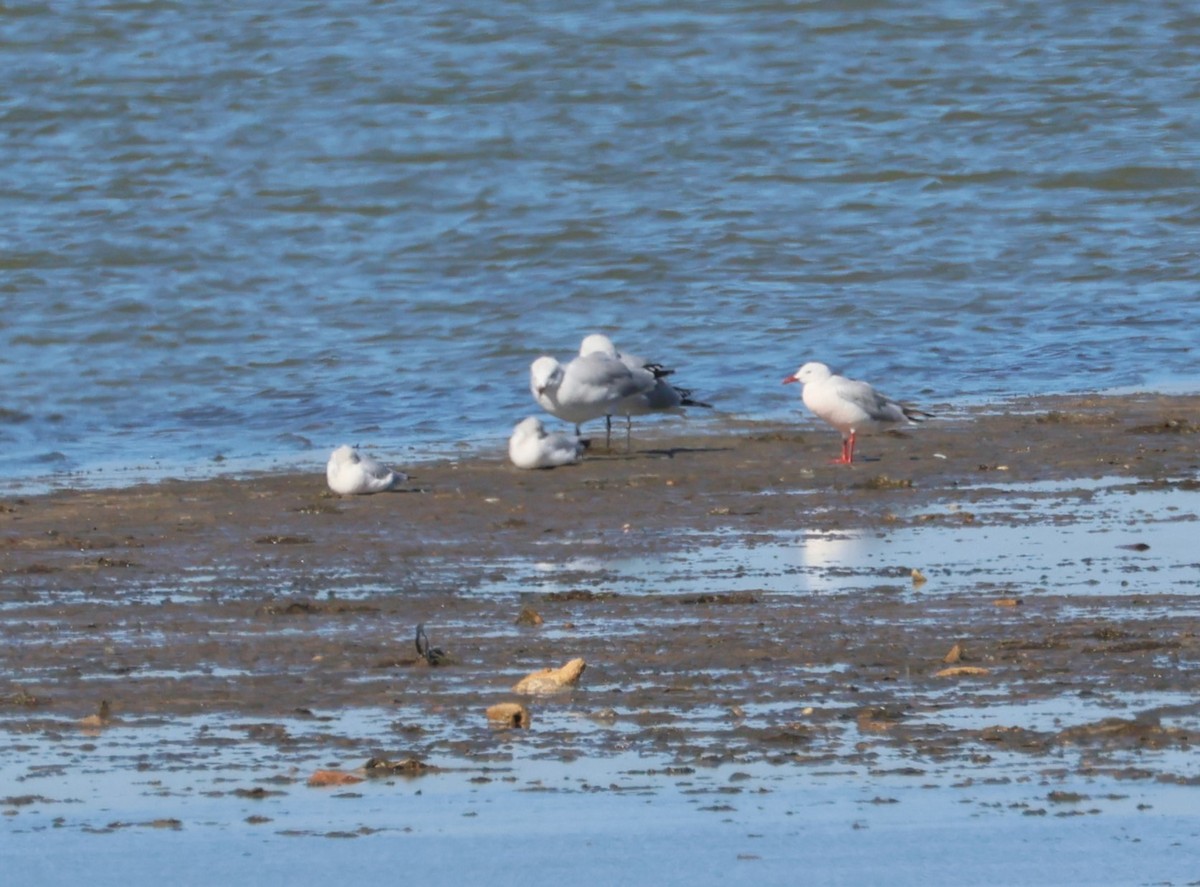Slender-billed Gull - ML647454823