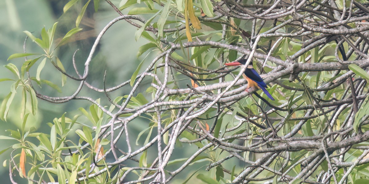 Black-capped Kingfisher - ML647454825