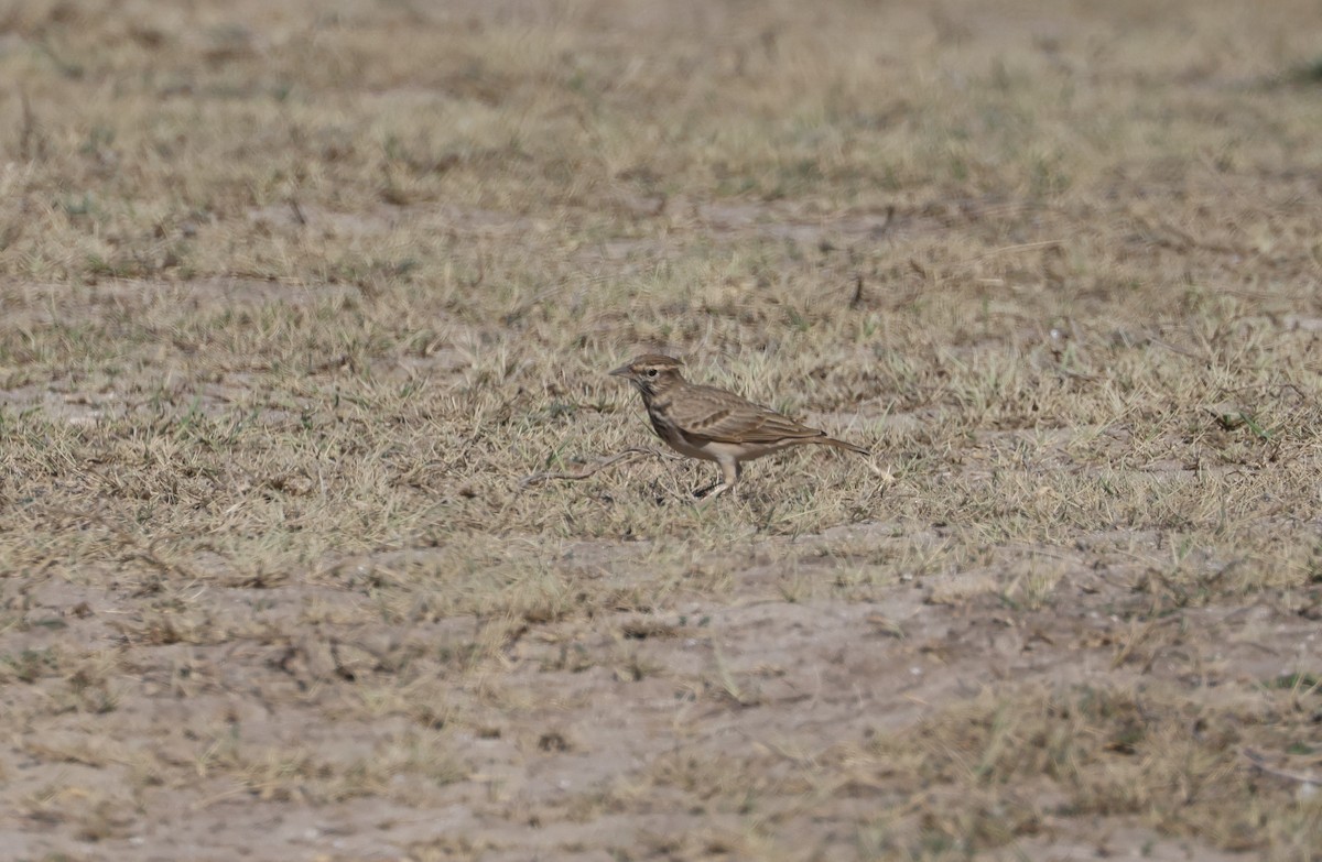 Crested Lark - ML647454826