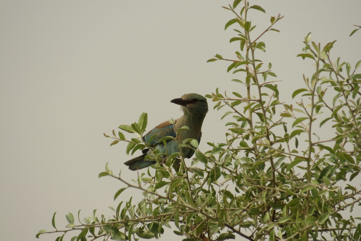 European Roller - ML647454827