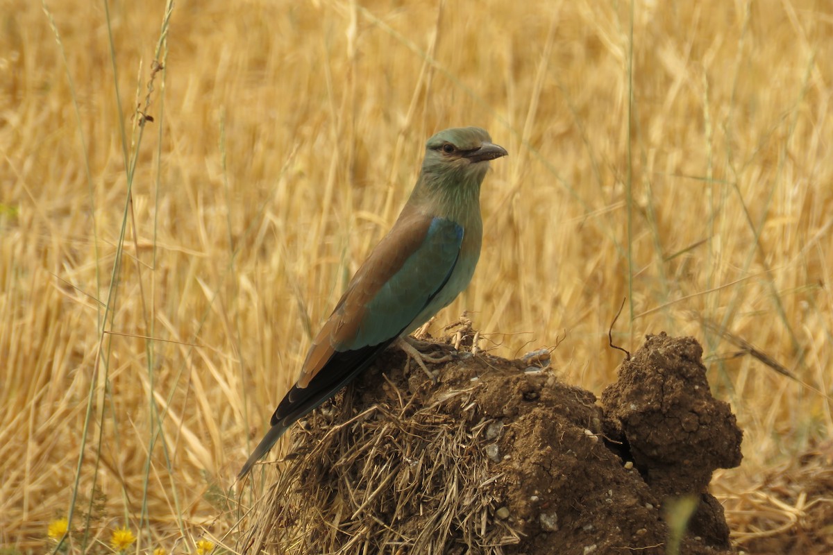 European Roller - ML647454828