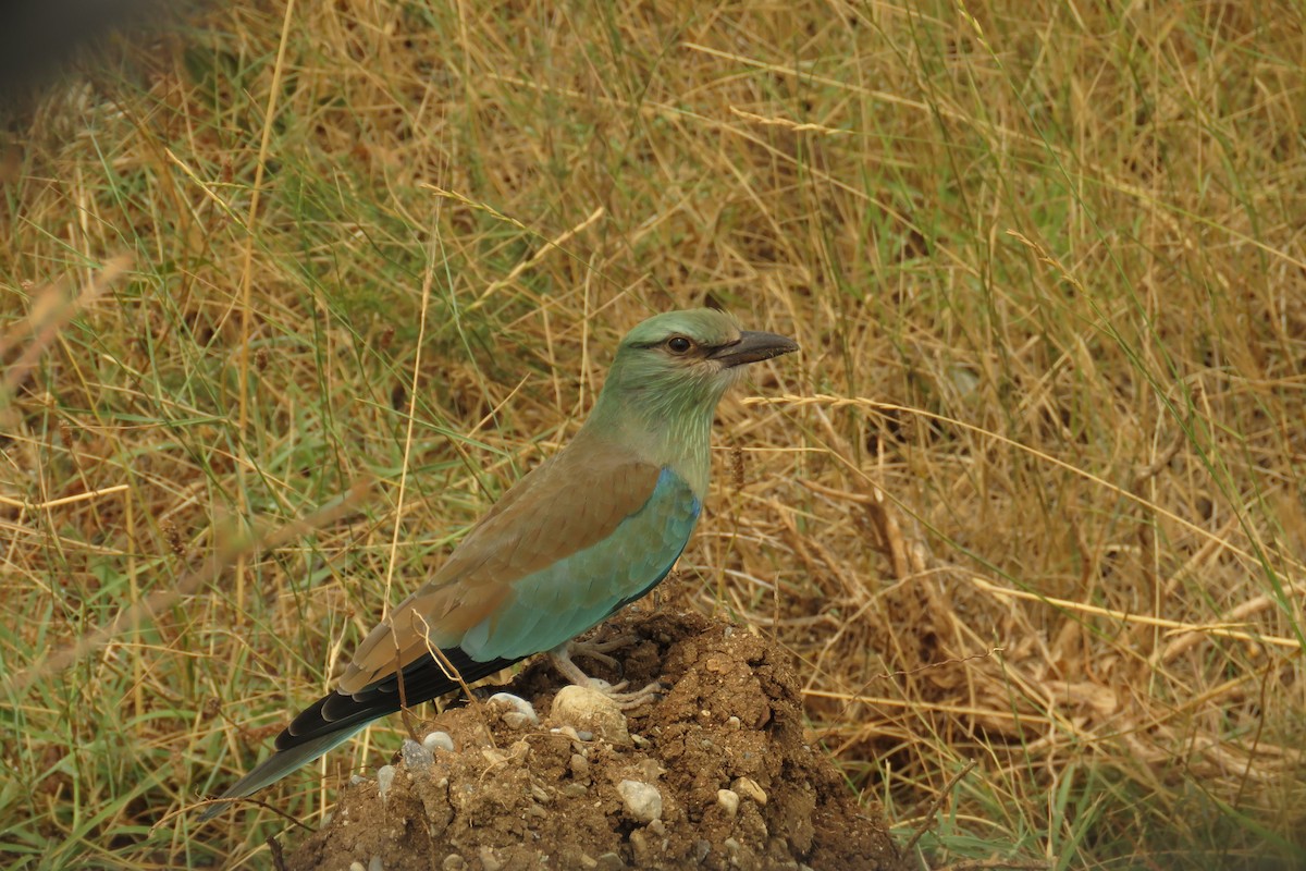 European Roller - ML647454829