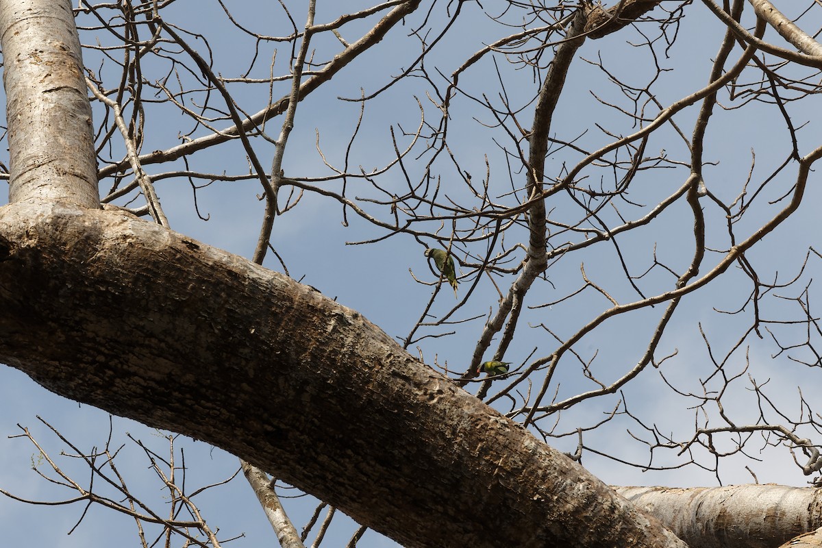 Red-breasted Parakeet - ML647454830