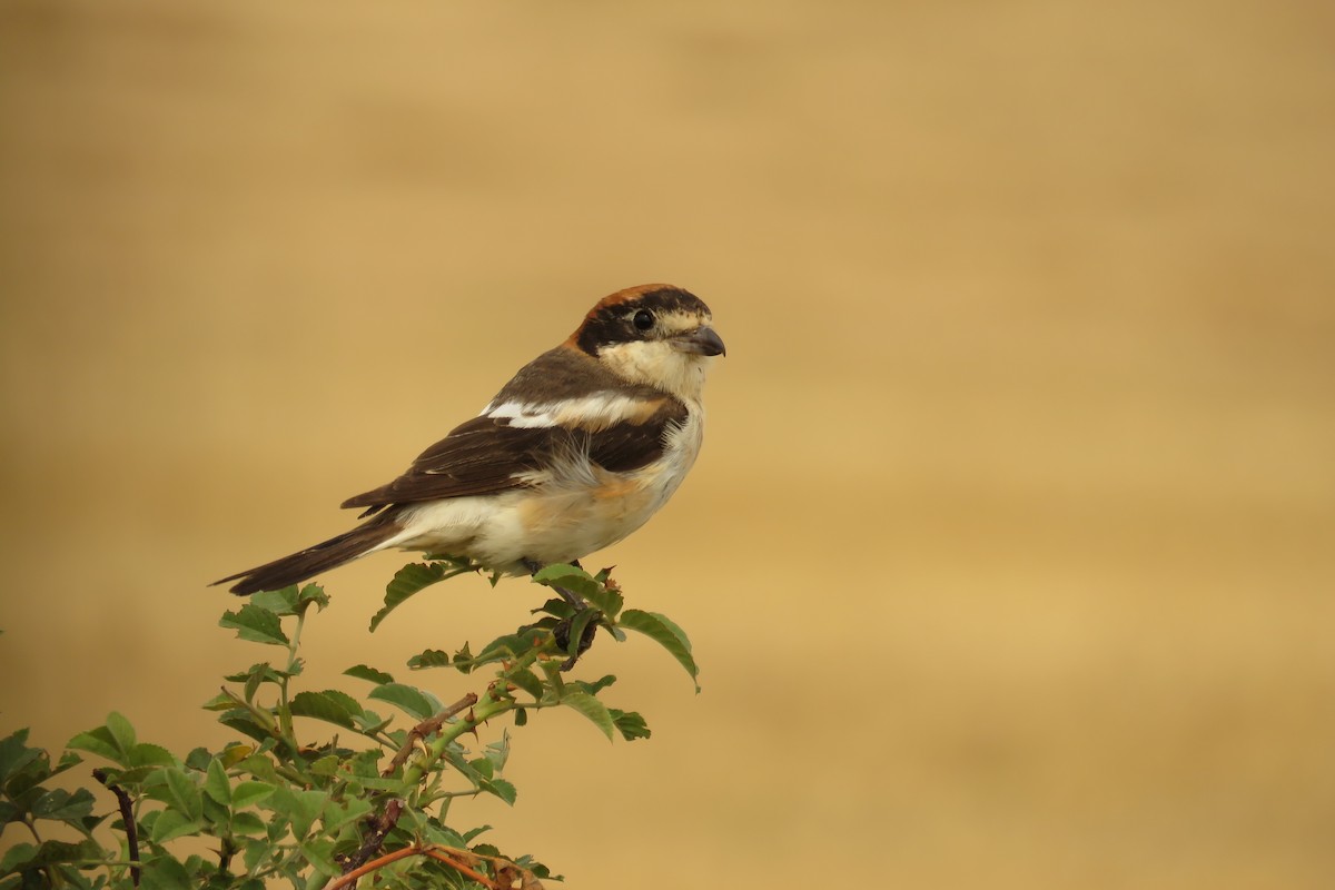 Antzandobi kaskagorria - ML647454831