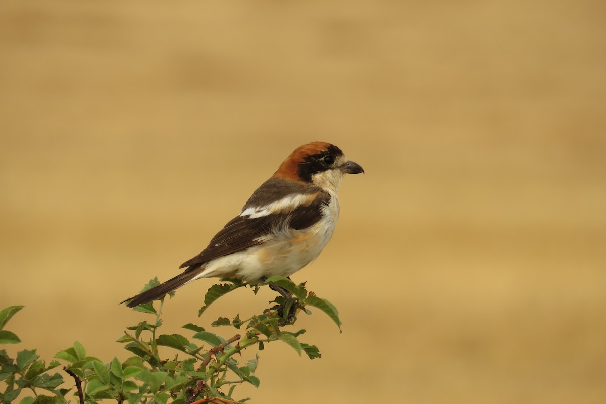 Antzandobi kaskagorria - ML647454832