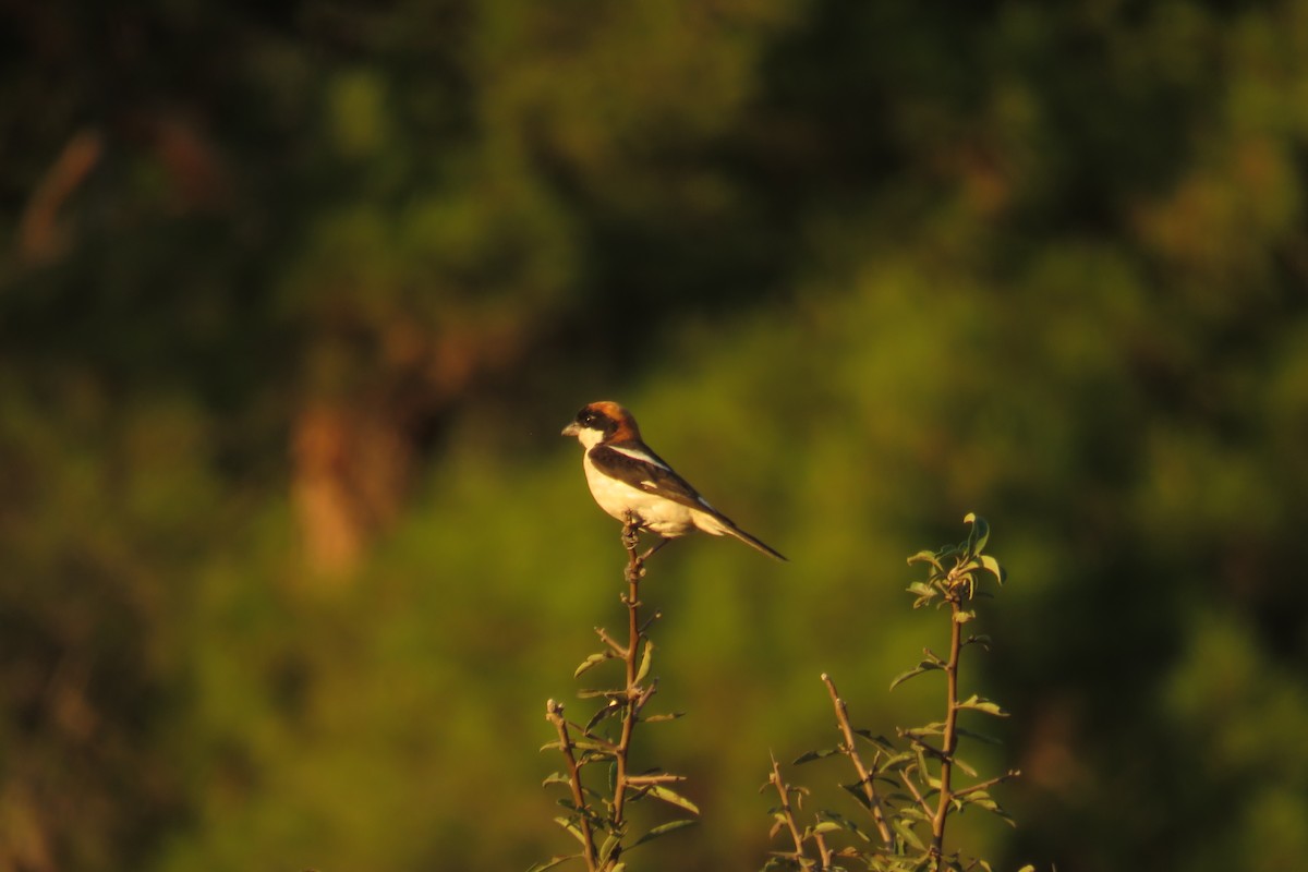 Antzandobi kaskagorria - ML647454833