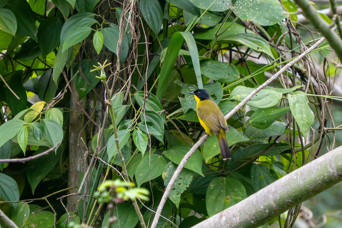 Black-capped Bulbul - ML647454834