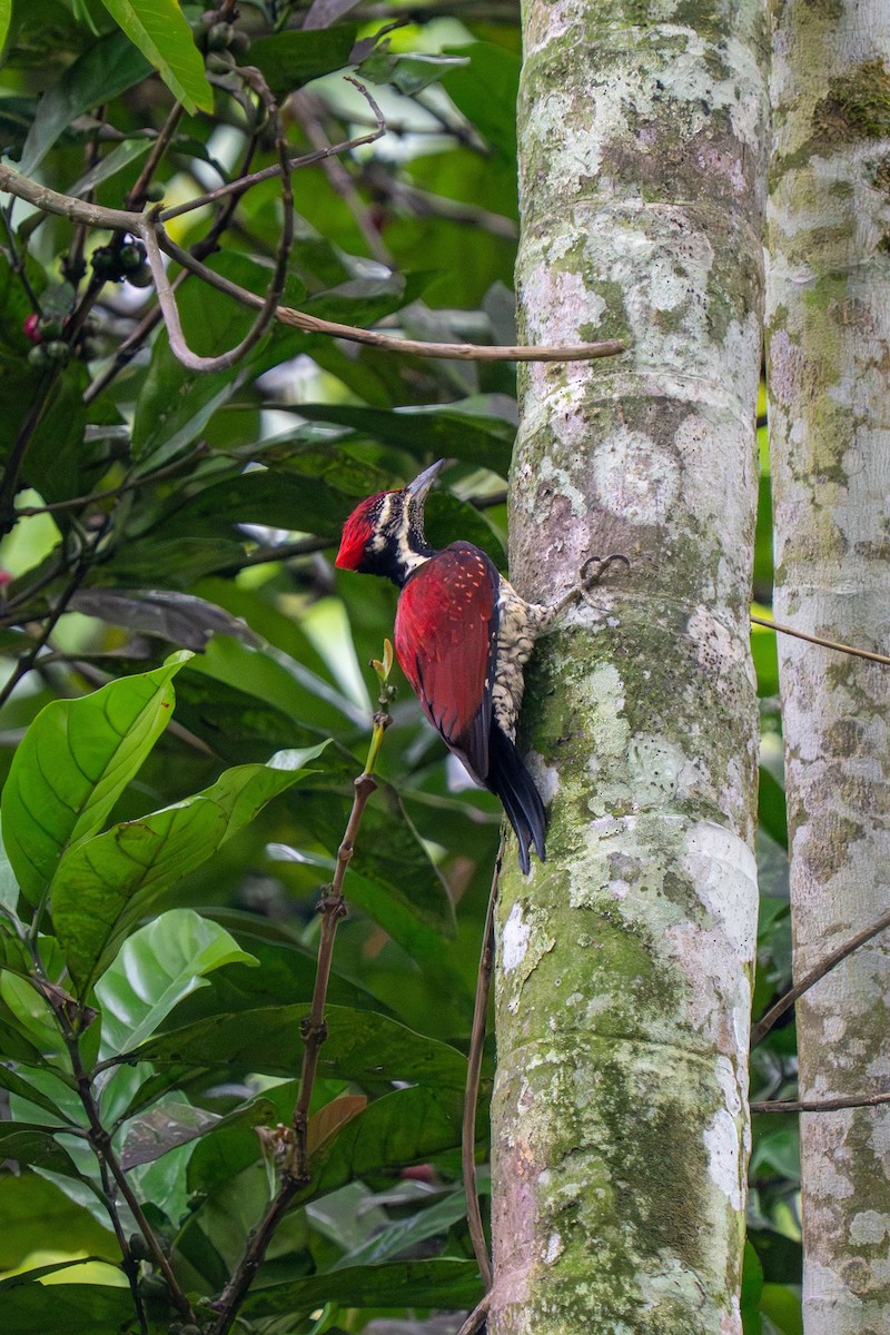 Red-backed Flameback - ML647454836