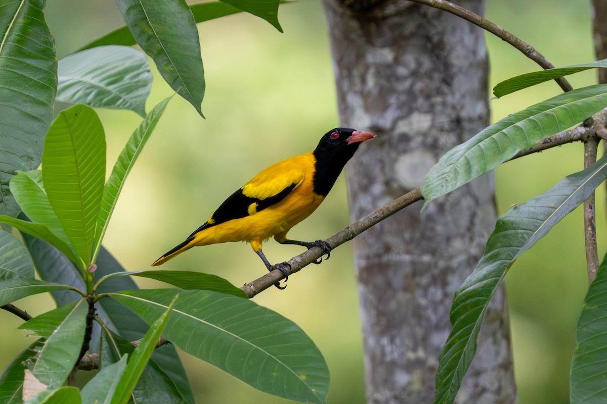 Black-hooded Oriole - ML647454838