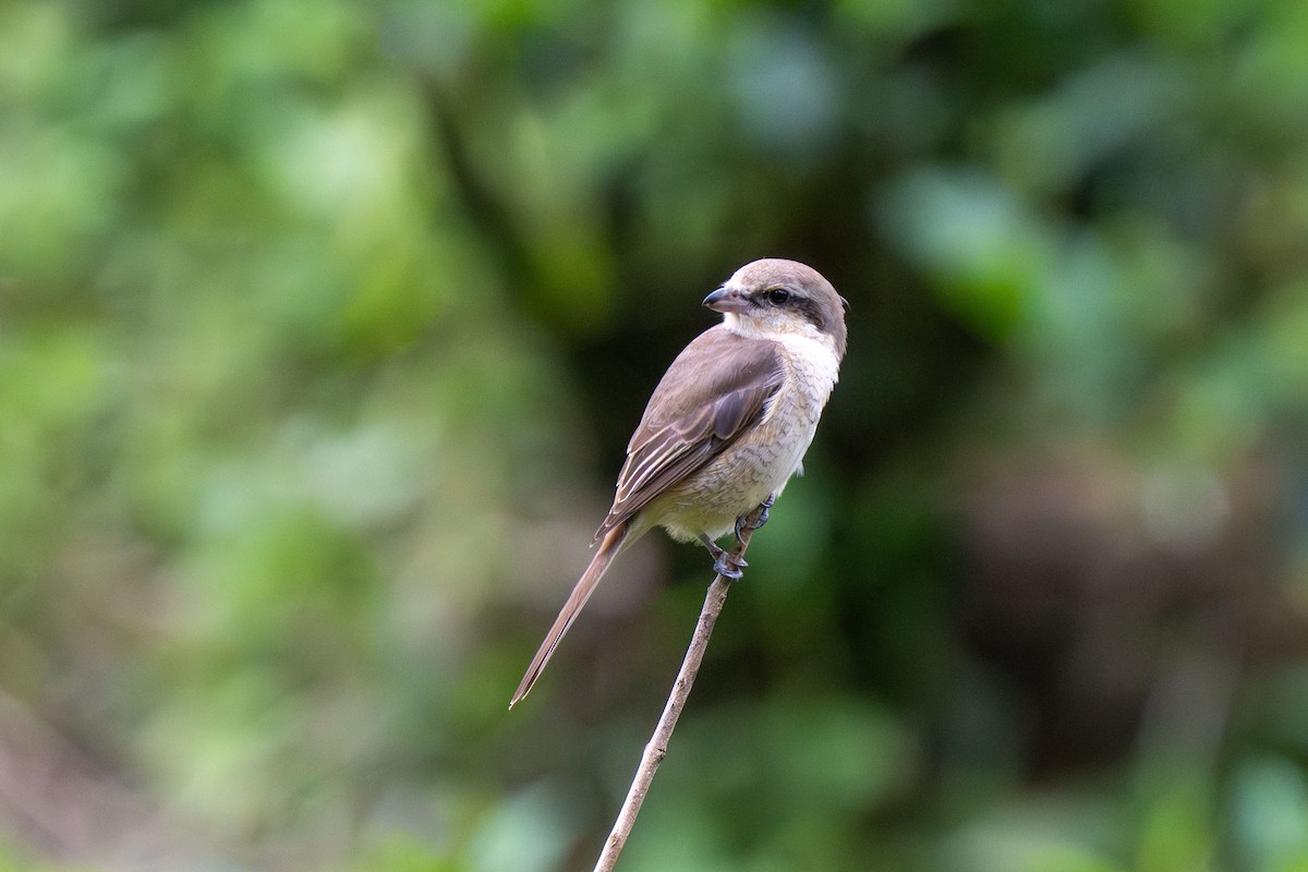 Antzandobi arrea - ML647454839