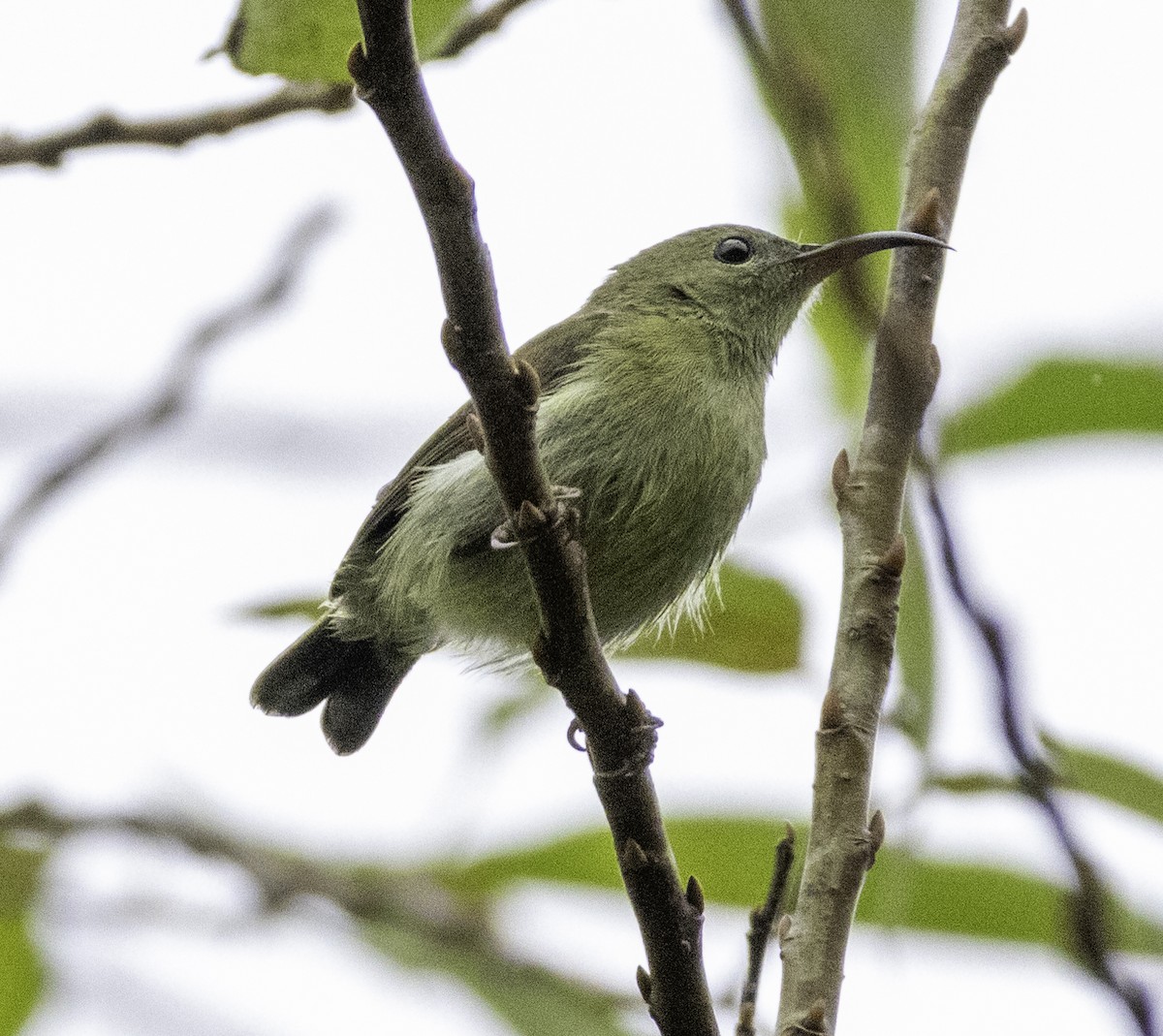 Fork-tailed Sunbird - ML647454840