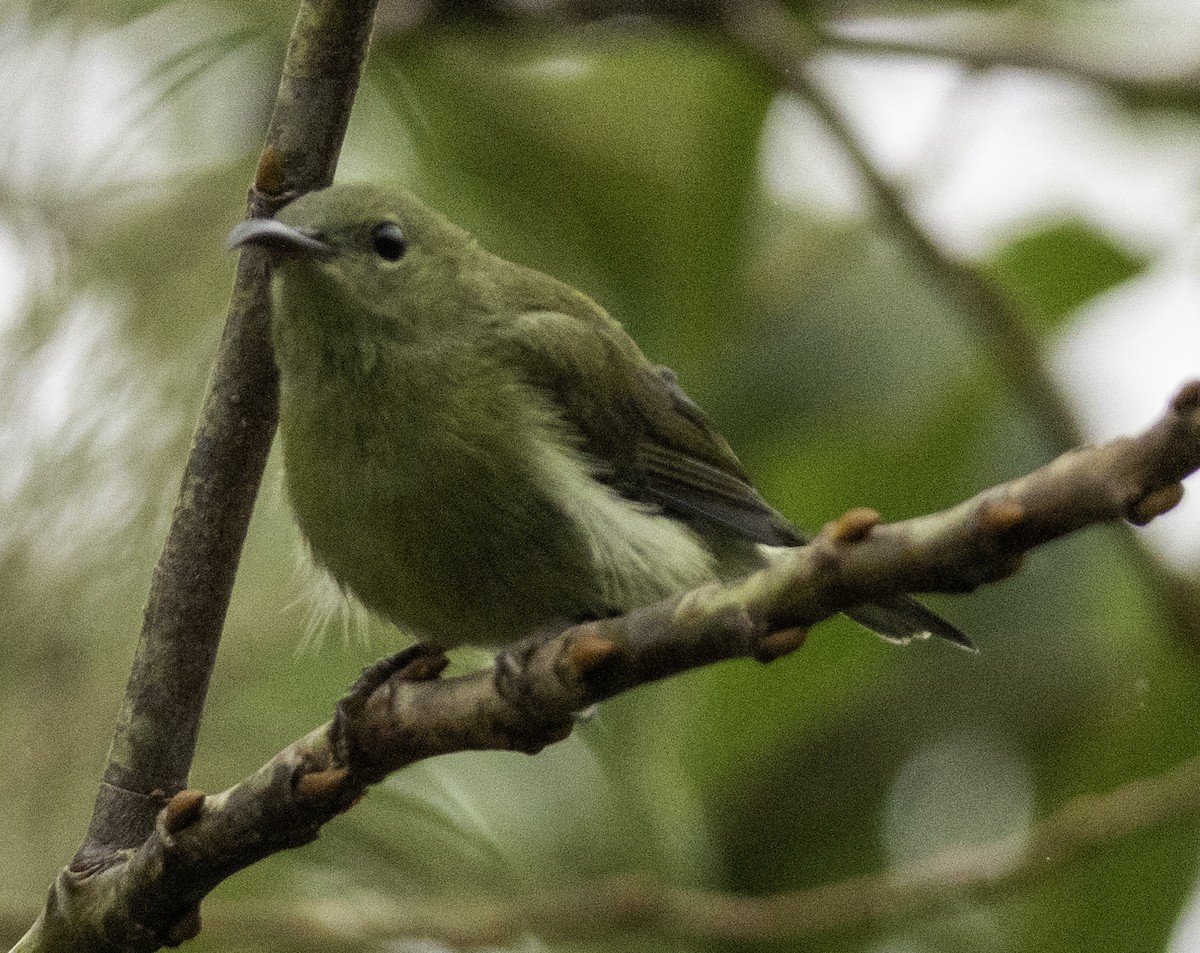 Fork-tailed Sunbird - ML647454841