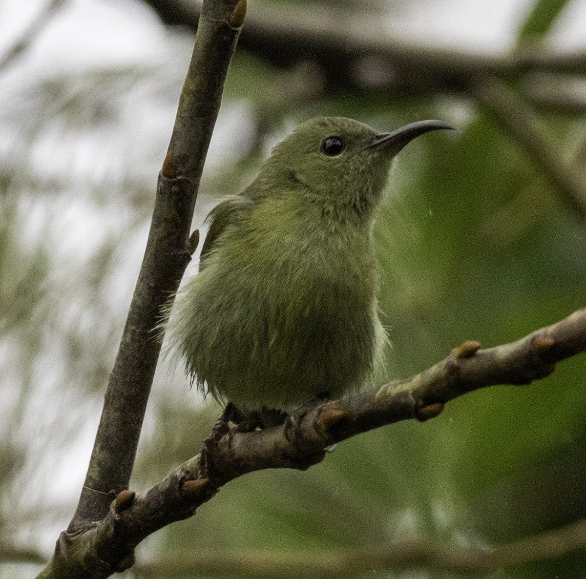 Fork-tailed Sunbird - ML647454842