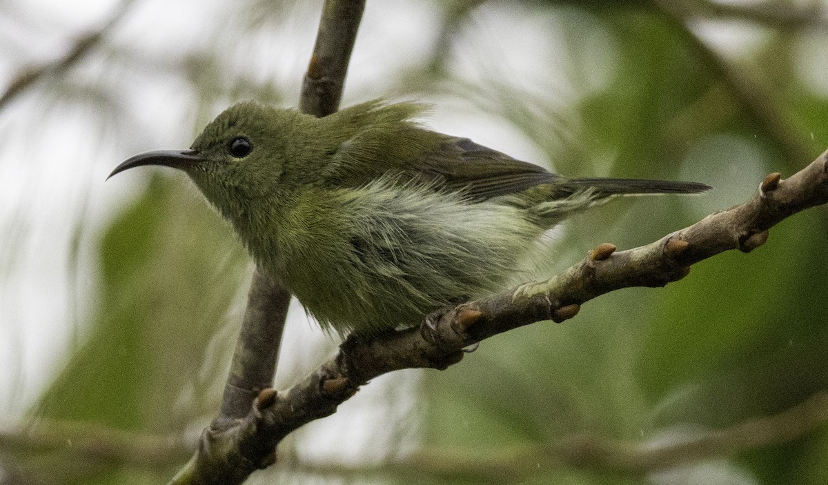 Fork-tailed Sunbird - ML647454843