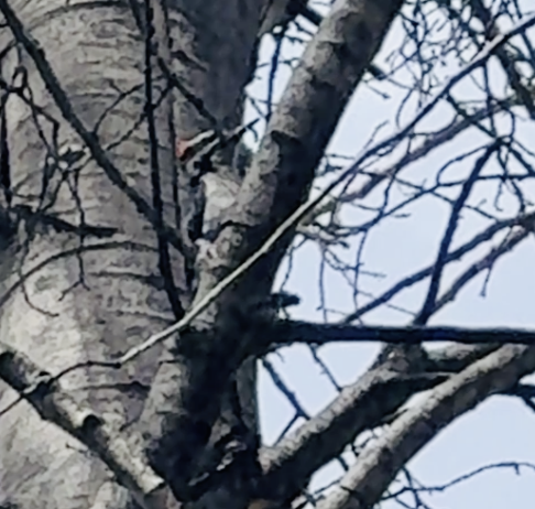 Hairy Woodpecker - ML647454844