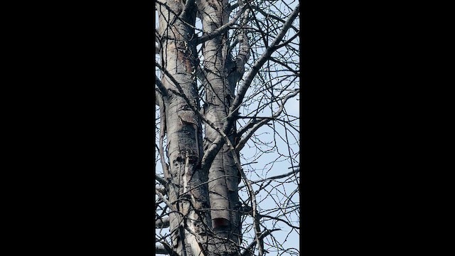 Hairy Woodpecker - ML647454845