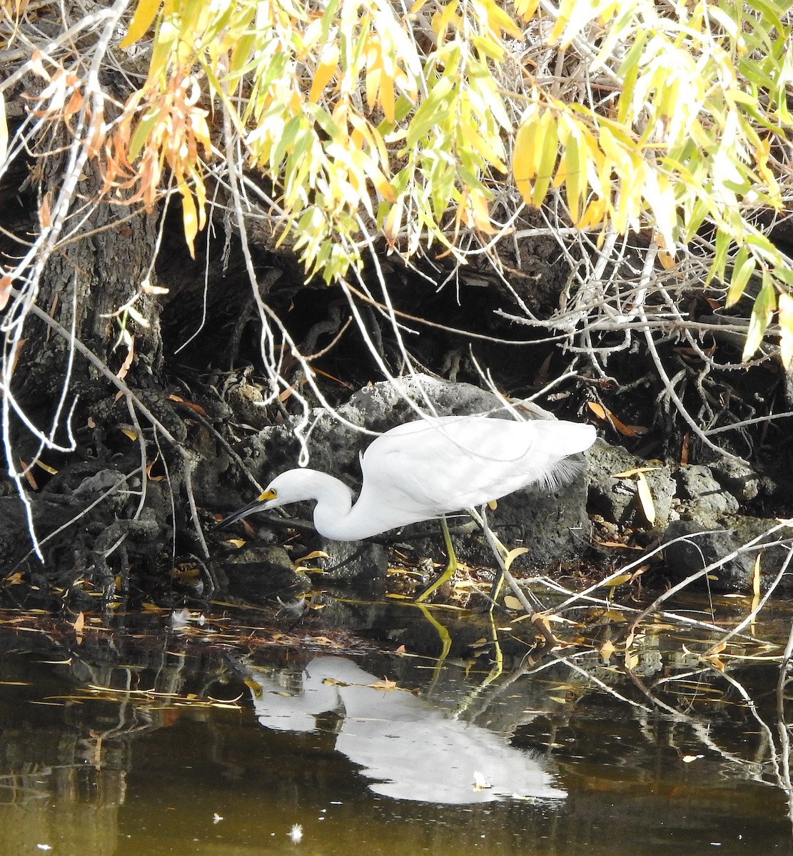Snowy Egret - ML647454846