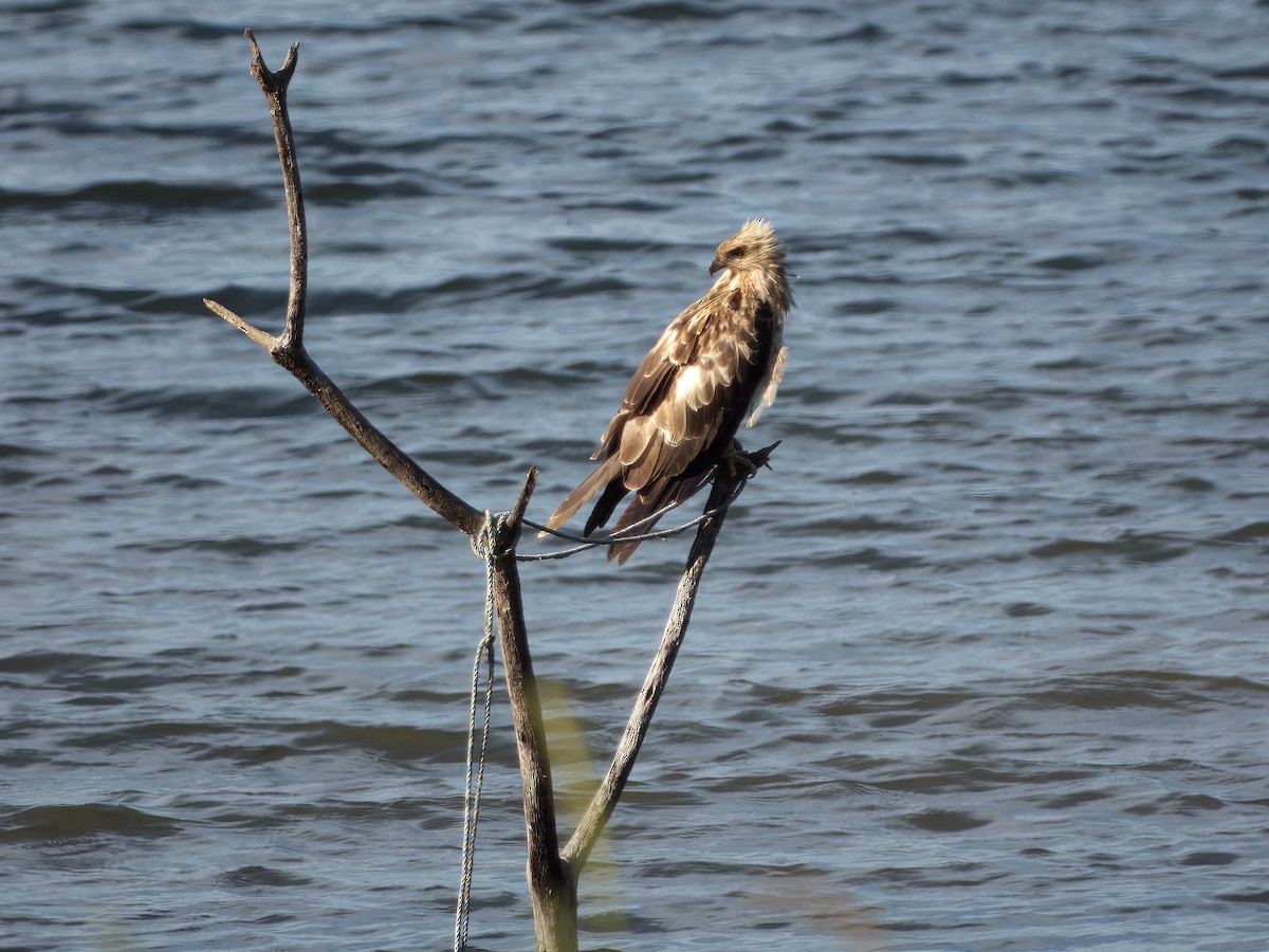 Whistling Kite - ML647454847