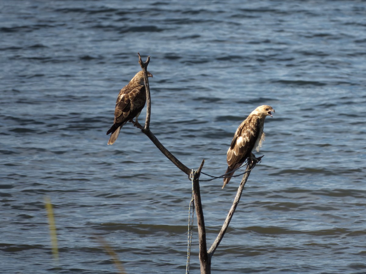 Whistling Kite - ML647454848
