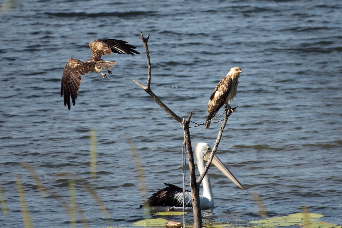 Whistling Kite - ML647454849