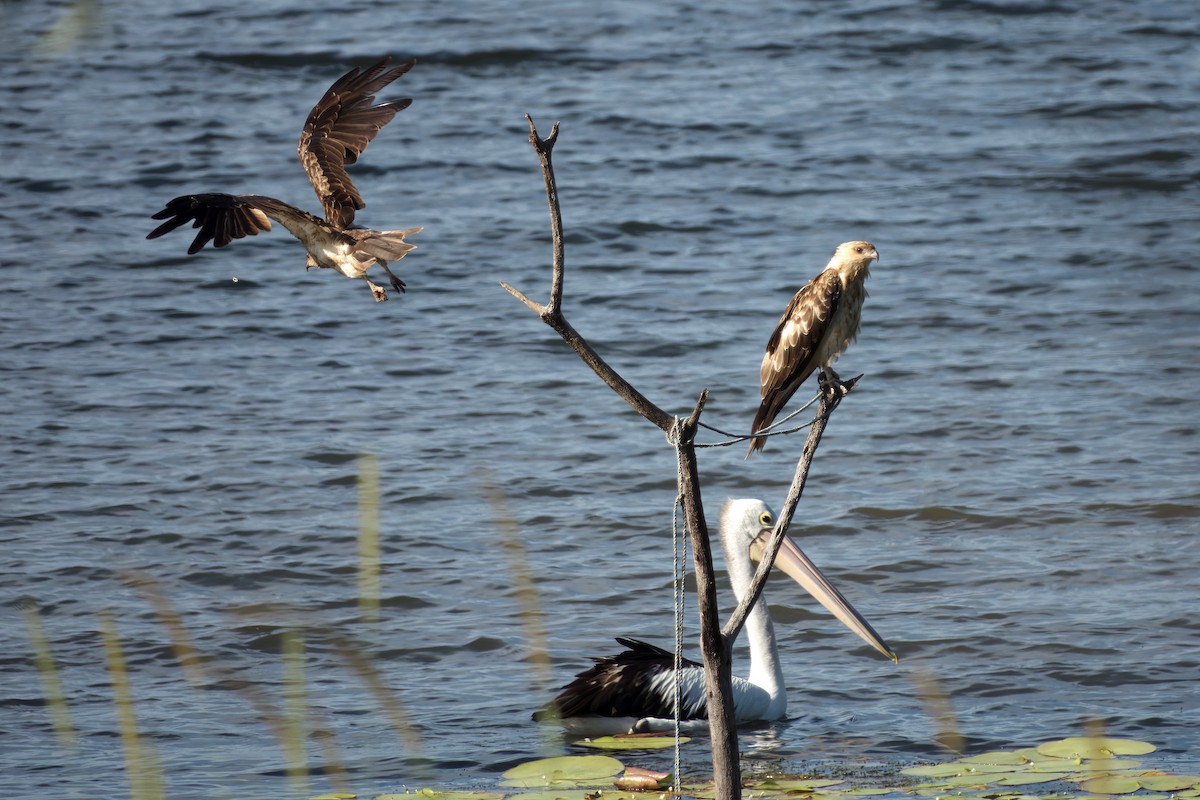 Whistling Kite - ML647454850