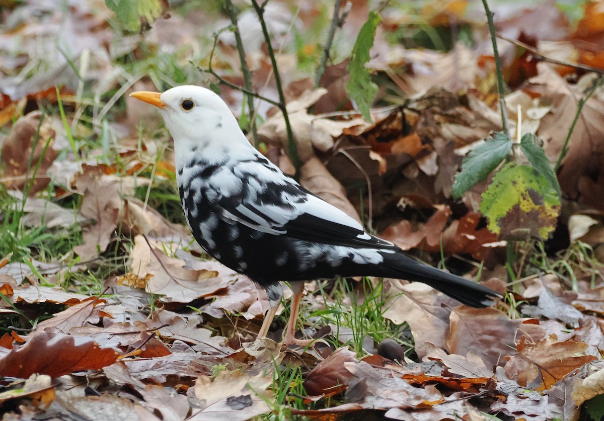 Zozo arrunta - ML647454852