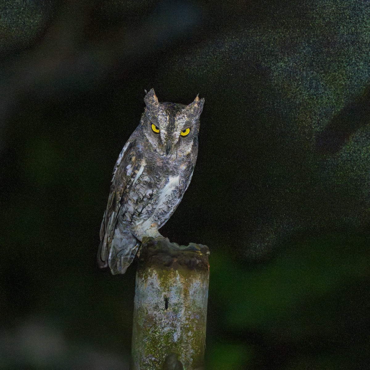 Petit-duc d'Orient (modestus) - ML647454858