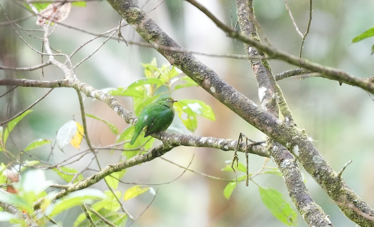 Scharlachbrustkotinga - ML647454864